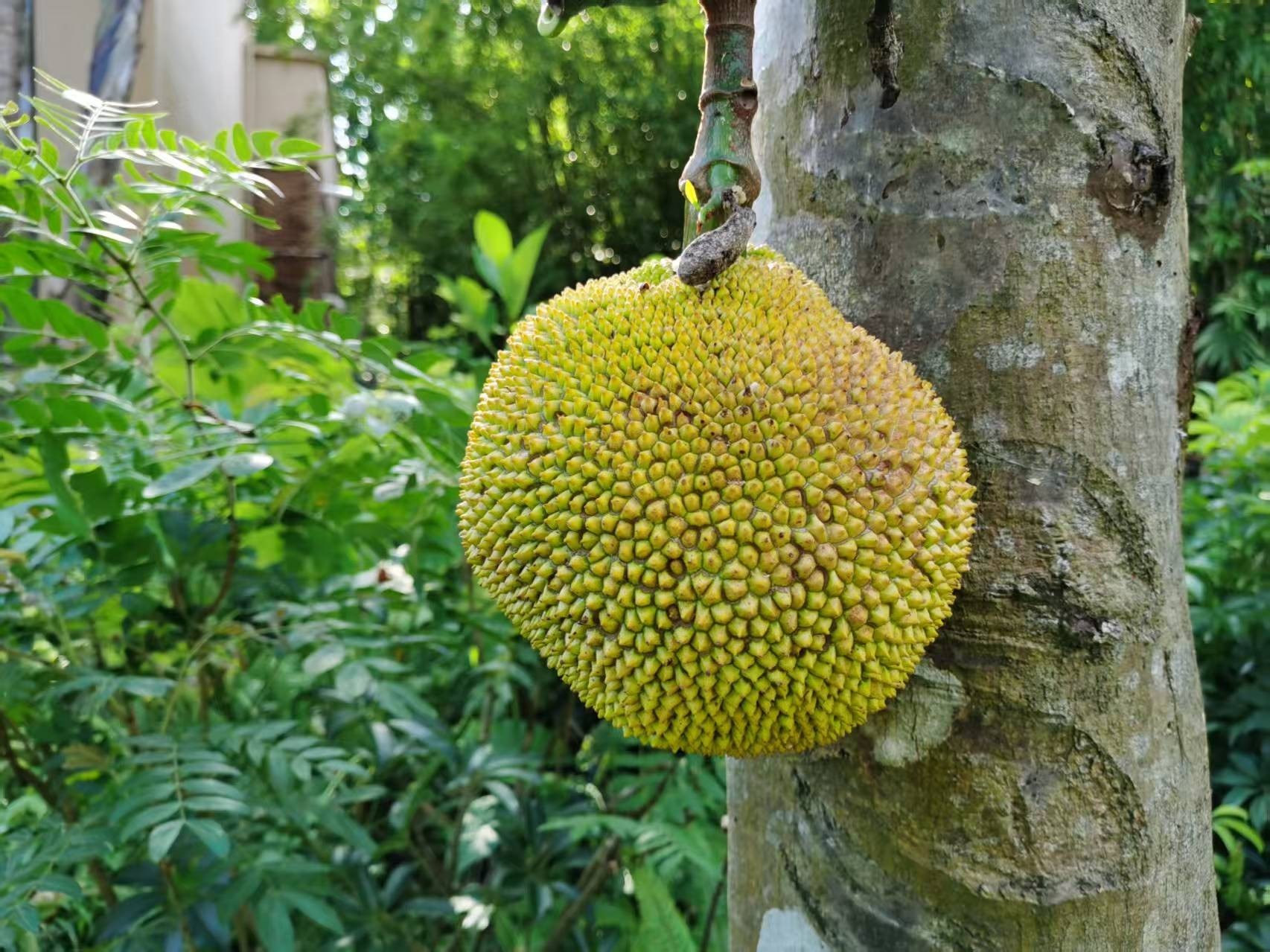 海南热带素菜园