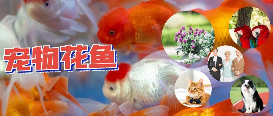 宠物花鸟鱼虫休闲养老
